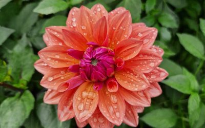 Recension av Botaniska trädgården