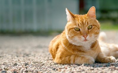 Tillsammans med Luffar-Lasse