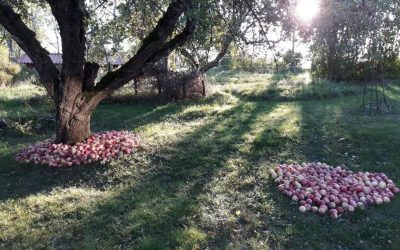 Psykiatriveckan i Uppsala 2024